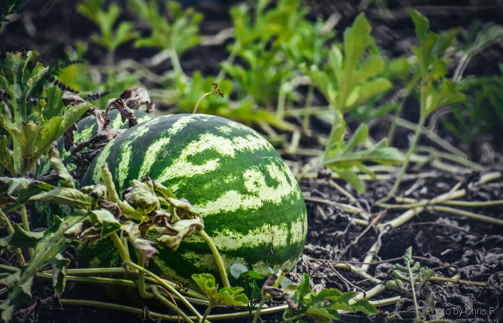 From Soil to Soil: Are We Disrupting the Nutrient Cycle? Copy
